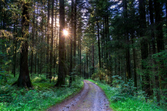 Картинка природа дороги дорога лес