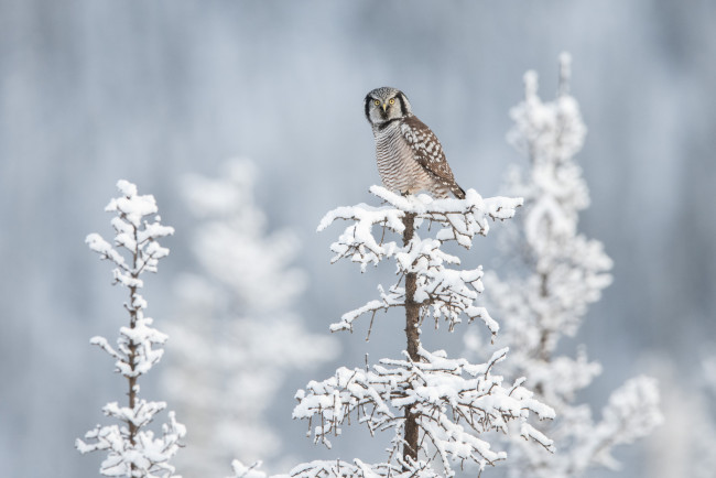 Обои картинки фото животные, сони, сова, деревья, снег, зима
