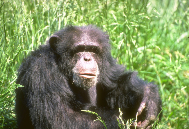 Обои картинки фото животные, обезьяны, трава, шимпанзе, обезьяна