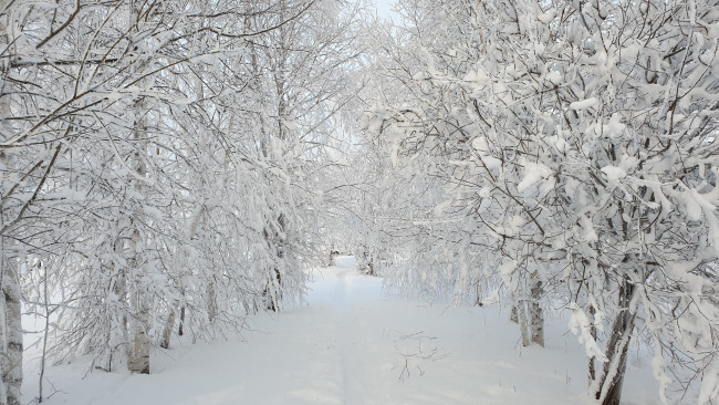 Обои картинки фото зима, природа, зимний, лес