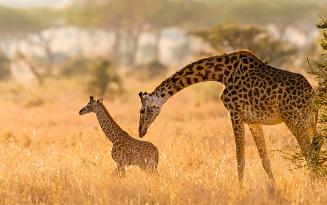 Обои картинки фото животные, жирафы, детеныш, дикая, природа, жираф, с, мамой, aфрика, дикие