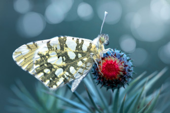 Картинка животные бабочки +мотыльки +моли цветок макро бабочка насекомое