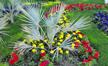 Картинка природа парк клумба цветы пальма трава