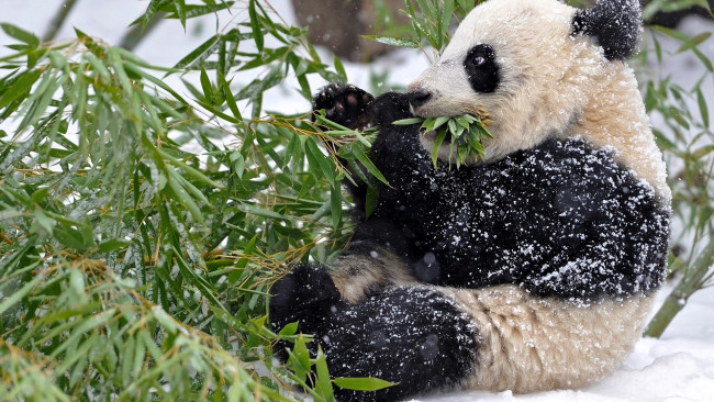 Обои картинки фото животные, панды, панда, бамбук, снег