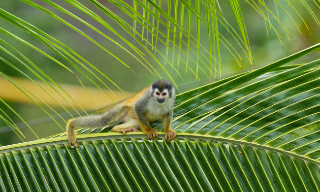Обои картинки фото животные, обезьяны, обезьяна