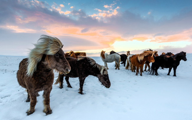 Обои картинки фото животные, лошади, табун, снег, облака