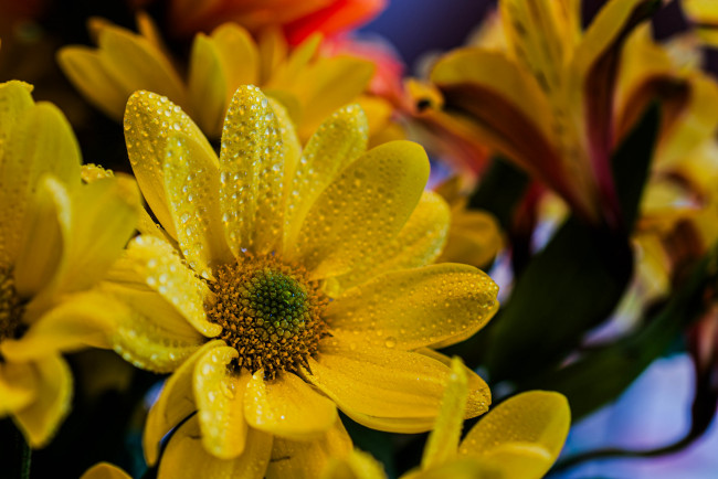 Обои картинки фото цветы, хризантемы, хризантема, цветок, желтый, макро