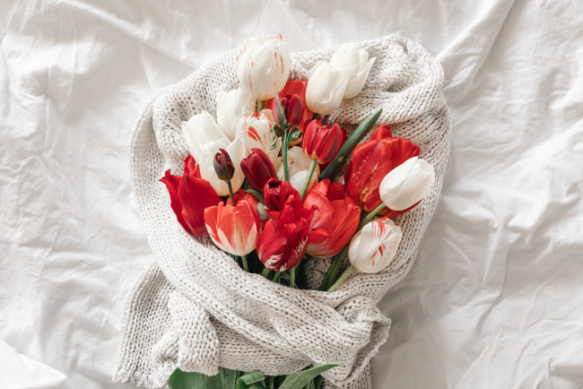 Обои картинки фото цветы, тюльпаны, ткань