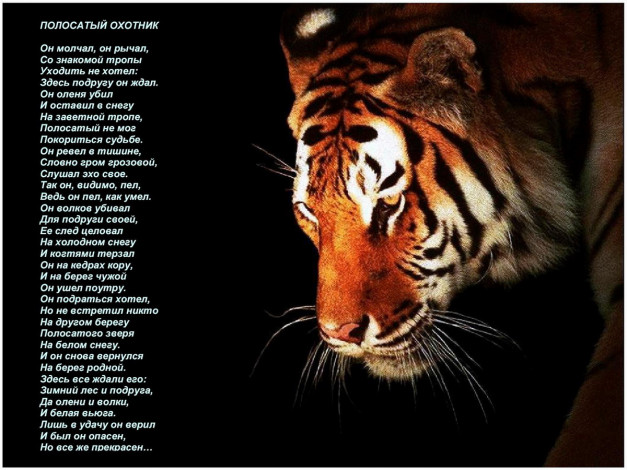 Обои картинки фото полосатый, охотник, животные, тигры