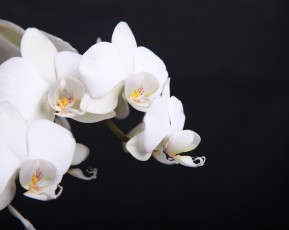 Картинка цветы орхидеи белые веточка