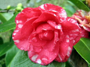 Картинка цветы камелии камелия капли розовая