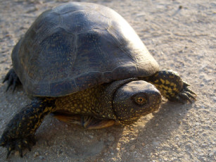 Картинка животные Черепахи черепаха панцырь ползёт