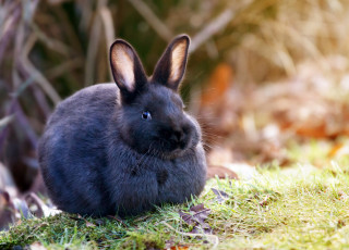 Картинка животные кролики +зайцы кролик природа трава шерсть уши