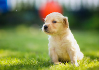 Картинка животные собаки муха golden retriever мордашка взгляд щенок