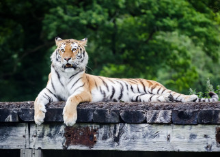 Картинка животные тигры отдых лежит настил кошка