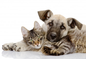 обоя животные, разные вместе, собака, кошка, вместе, щенок, котенок, любовь, обнимает