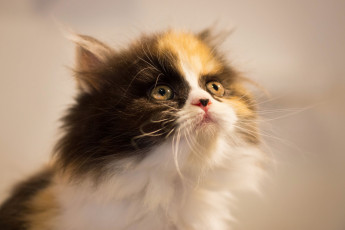 Картинка животные коты фон киса взгляд