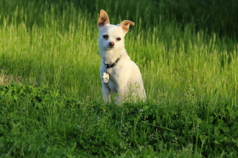 Картинка животные собаки трава собака