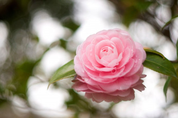 Картинка цветы камелии капли розовый лепестки камелия листья цветок