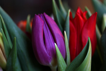 Картинка цветы тюльпаны фиолетовый красный