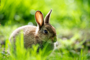 Картинка животные кролики +зайцы заяц макро трава зелень природа размытость кролик