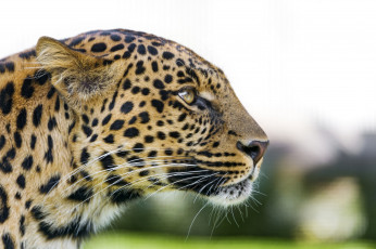 Картинка животные леопарды усы профиль морда кошка