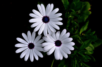 Картинка цветы диморфотеки цинерария белая