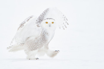 Картинка животные совы сова снег зима