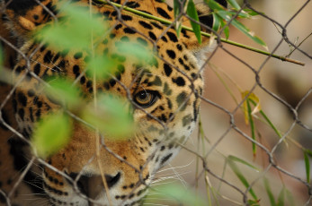 Картинка животные Ягуары наблюдение маскировка кошка морда глаза листья