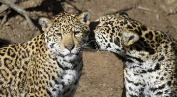 Картинка животные Ягуары кошки пара морда язык ласка любовь