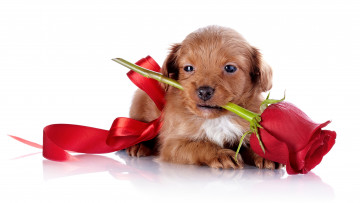 Картинка животные собаки роза щенок собака ленточка бутон цветок