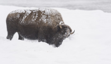 Картинка животные зубры +бизоны снег бизон