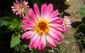 Картинка цветы цинния розовый лепестки цветок