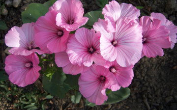 Картинка цветы лаватера розовые лепестки мальва грамофончики куст