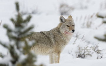 Картинка животные волки +койоты +шакалы койот снег