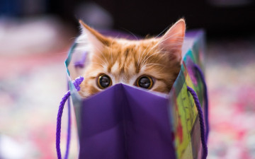 Картинка животные коты пакет кот рыжий взгляд