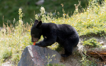 Картинка животные медведи природа медведь морковка