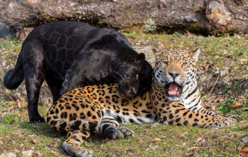 Картинка животные Ягуары пара