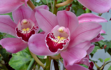 Картинка цветы орхидеи розовая орхидея