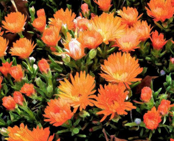 Обои картинки фото разное, компьютерный дизайн, цветы, оранжевые, хризантемы