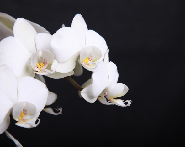 Обои картинки фото цветы, орхидеи, белые, веточка