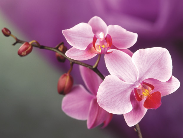 Обои картинки фото цветы, орхидеи, цветок, розовый, орхидея