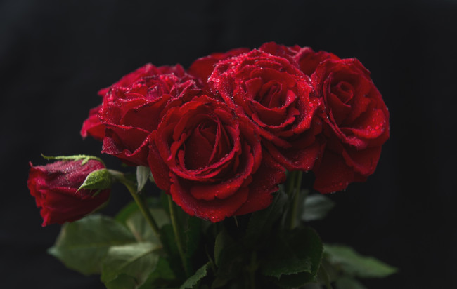 Обои картинки фото цветы, розы, красный