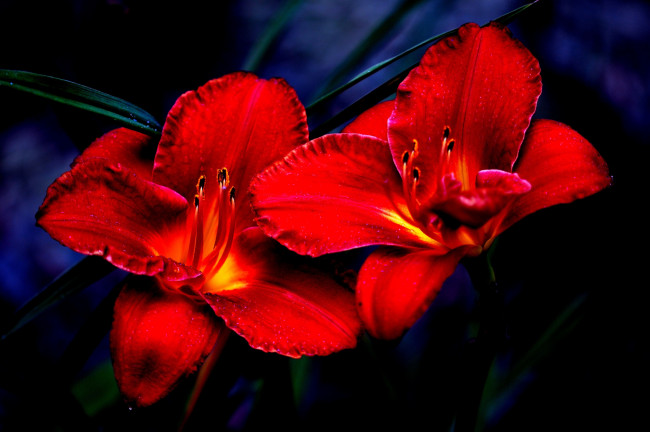 Обои картинки фото цветы, лилии,  лилейники, красная, лилия