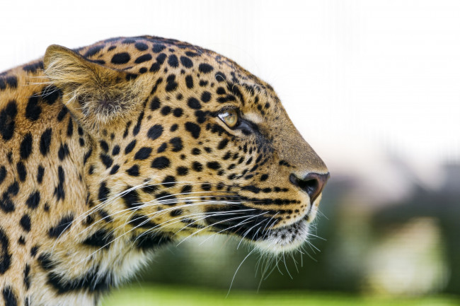 Обои картинки фото животные, леопарды, усы, профиль, морда, кошка