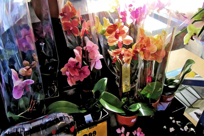 Обои картинки фото разное, компьютерный дизайн, цветы, орхидеи