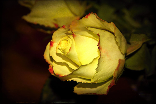 Обои картинки фото цветы, розы, роза, желтая