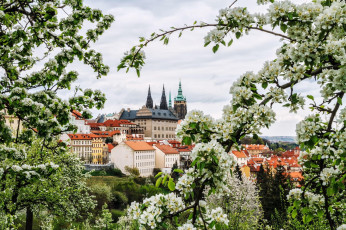 Картинка города прага+ Чехия груша ветки цветы весна город прага