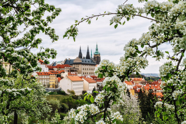 Обои картинки фото города, прага , Чехия, груша, ветки, цветы, весна, город, прага
