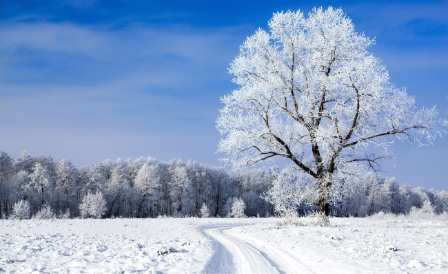 Обои картинки фото природа, зима, колея, деревья, лес, снег, поле